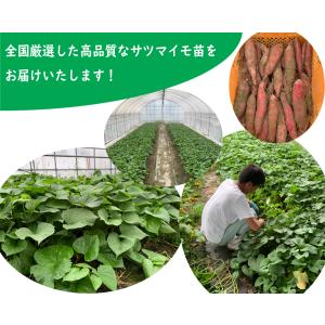【2026年 予約商品】 栗かぐや 10本 サ...の詳細画像4