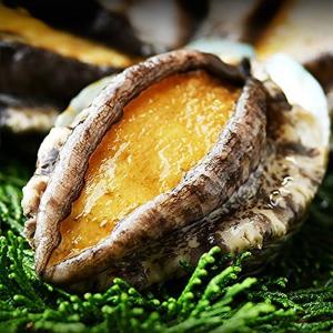 活きたまま高級 活アワビ 5?6枚 (500g前後) Lサイズ 1枚約80?100g 新鮮 贈り物 あわび アワビ 活き 生きたまま 蝦夷