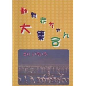 動物赤ちゃん大集合 10 とり いろいろ 中古 DVD