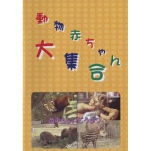 動物赤ちゃん大集合 6 めずらしいどうぶつ 中古 DVD