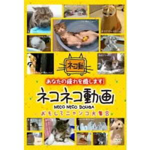 ネコネコ動画 おもしろニャンコ大集合 レンタル落ち 中古 DVD
