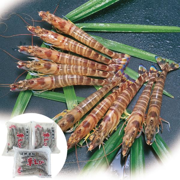 熊本・沖縄　活鮮凍結　活き〆冷凍車海老 A / 送料無料 ( 北海道・沖縄・離島は配送不可)