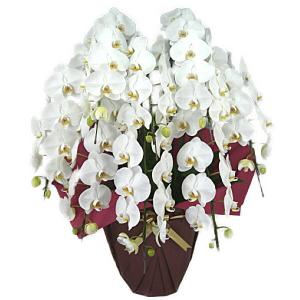 胡蝶蘭 大輪 白 8本立ち 80輪以上