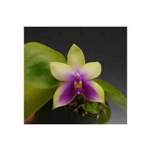 花なし株】 ファレノプシス シレリアナ Phal.schilleriana 原種 芳香