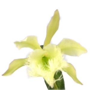 花なし株】 カトレア ワルケリアナ アキニー 'ギフ' C.walkeriana var