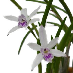 花なし株】 カトレア ワルケリアナ アキニー 'ギフ' C.walkeriana var