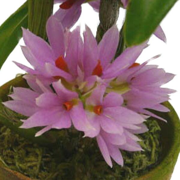 【花なし株】 デンドロビューム ブラクテオサム ピンク Den.bracteosum (Pink) ...