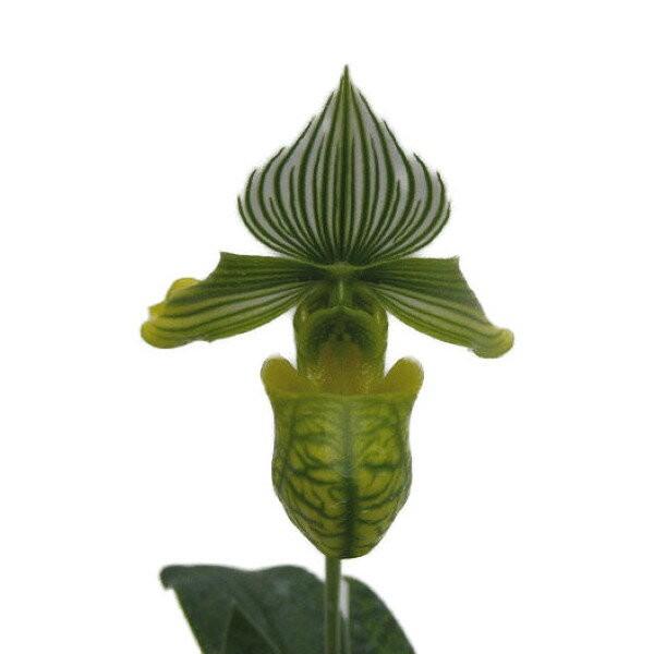 【花なし株】 パフィオペディラム ベナスタム アルバム Paph.venustum var. alb...