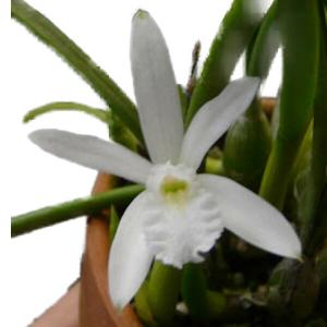 花なし株】 カトレア ワルケリアナ アキニー 'ギフ' C.walkeriana var