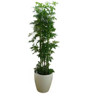 オリーブ シプレッシーノ 高さ約55cm〜約60cm プラ鉢 観葉植物