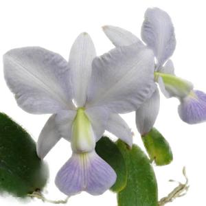 花なし株】 カトレア ワルケリアナ アキニー 'ギフ' C.walkeriana var