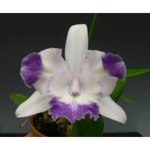 花なし株】 リンコレリオカトレア スウィートシュガー 'ミユキ' Rlc