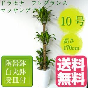 観葉植物　幸福の木 ドラセナ フレグランス ‘マッサンゲアナ’  高さ170cm　10号鉢　白陶器鉢　丸鉢　大鉢　受皿付【送料無料】｜youran