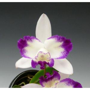 花なし株】 リンコレリオカトレア スウィートシュガー 'ミユキ' Rlc