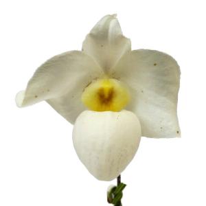 オールドノリタケ日陶 朱地白菊花瓶（中) フラワーベース 18cm