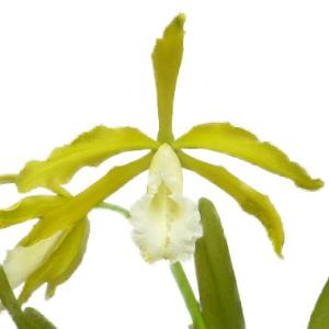 花なし株】 カトレア ワルケリアナ アキニー 'ギフ' C.walkeriana var