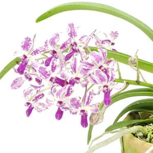 【花付き株】 バンダコスティリス ピンキー ノー...の商品画像