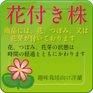 【花付き株】 バンダコスティリス ピンキー ノ...の詳細画像5