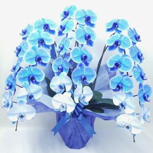 シンビジューム ピンク アーチ 6本立ち ラッピング付 耐寒性