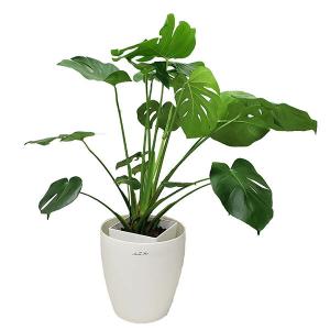 観葉植物 モンステラ 8号鉢 ラスターポット 高さ100cm程度 大型 インテリアグリーン ギフト｜youran