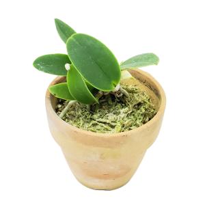 【花なし株】 カトレア ワルケリアナ アキニー ...の商品画像