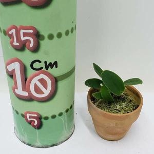 【花なし株】 カトレア ワルケリアナ アキニー...の詳細画像3
