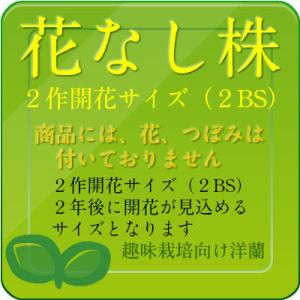 【花なし株】 カトレア ワルケリアナ アキニー...の詳細画像5
