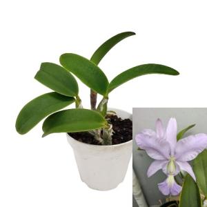 花なし株】 カトレア ワルケリアナ アキニー 'ギフ' C.walkeriana var