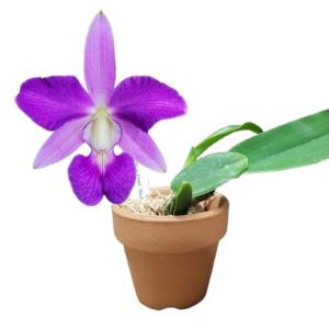 花なし株】 リンコレリオカトレア スウィートシュガー 'ミユキ' Rlc