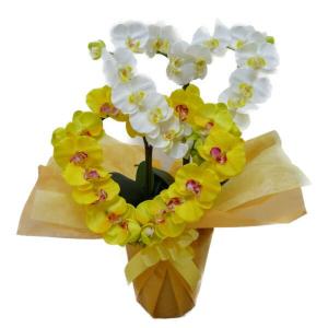 すべての美しい花の画像 50 素晴らしい胡蝶蘭 世話