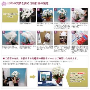 シンビジューム ピンク アーチ 直立 10本立...の詳細画像5