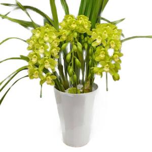 アーチ仕立て シンビジューム あんみつ姫 4本立ち 送料無料