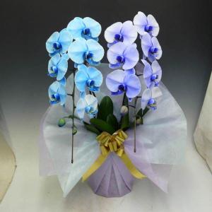 花なし株】 ファレノプシス ビオラセア Phal.violacea (=Phal.bellina
