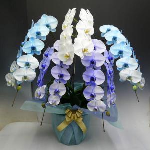 特殊な技術で染め上げた　胡蝶蘭　大輪　ブルーエレガンス＆パープルエレガンス　５本立ち　送料無料