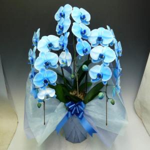 アーチ仕立て シンビジューム あんみつ姫 4本立ち 送料無料