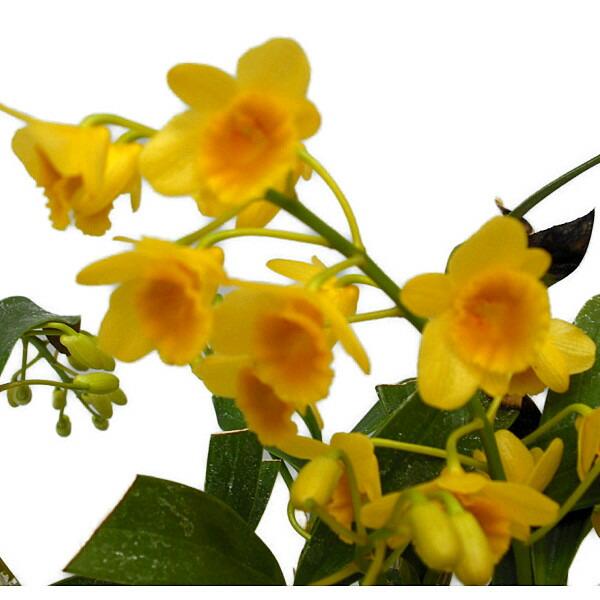 【花なし株】 デンドロビューム クリソトキサム Den.chrysotoxum 原種 4号鉢 30c...