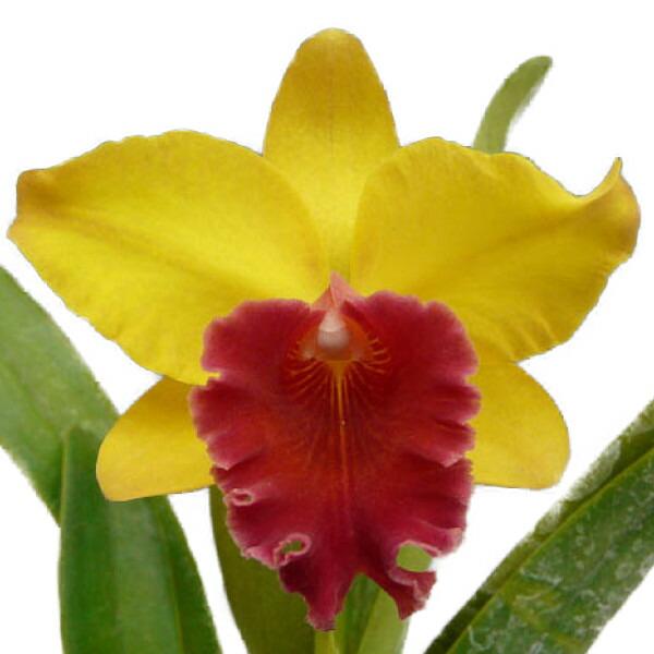 【花なし株】 リンコレリオカトレア スウィートシュガー ‘ミユキ’ Rlc.(Pot.)Sweet ...