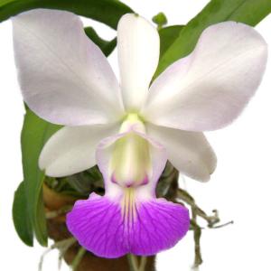 花なし株】 カトレア ワルケリアナ アキニー 'ギフ' C.walkeriana var