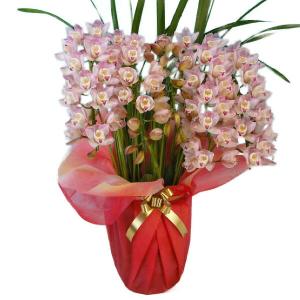 アーチ仕立て シンビジューム あんみつ姫 4本立ち 送料無料