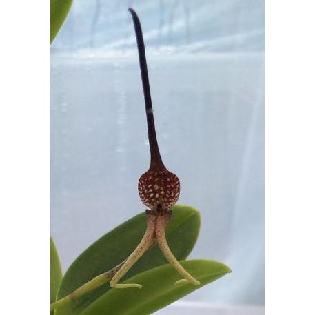 洋蘭苗　Bulb.urosepalum'Rebecca Northen'　バルボフィラム属.ウロセパ...