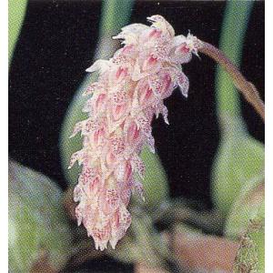 洋蘭苗　Bulb.lilacinum 　バルボフィラム属.リラシナム