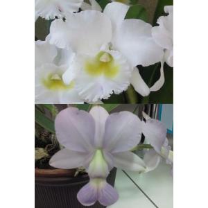 予約販売 】 洋ラン【開花見込株】カトレア ワルケリアナ アルバ