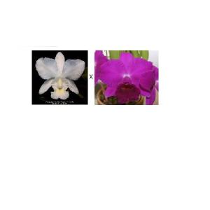 花なし株】 カトレア ワルケリアナ アキニー 'ギフ' C.walkeriana var