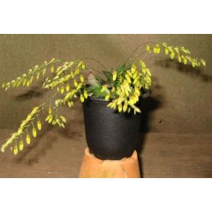 洋蘭苗　Pleurothallis.grobyi  プレウロタリス. グロビー｜youranhanaitiba