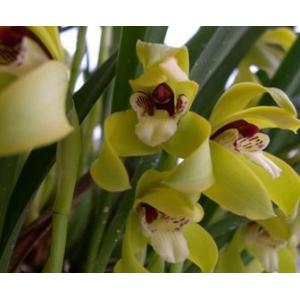 Max.tenuifoliaマキシラリア属．テヌイフォリア : 洋蘭花市場 - 通販