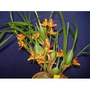 Max.tenuifoliaマキシラリア属．テヌイフォリア : 洋蘭花市場 - 通販