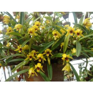 Max.tenuifoliaマキシラリア属．テヌイフォリア : 洋蘭花市場 - 通販