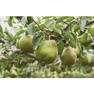 ジュース ストレート果汁100% 山形代表 ら...の詳細画像5