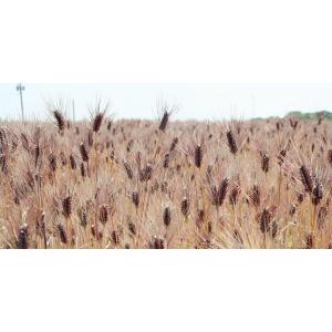 国内産 もち麦(ダイシモチ) 280g [1袋...の詳細画像2