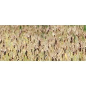 国内産 もち麦(ダイシモチ) 280g [1袋...の詳細画像3